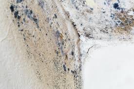 Best Mold Prevention Services  in Wolfhurst, OH